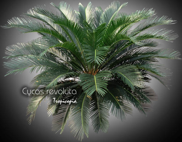 Palmier - Cycas revoluta - Sagoutier, Cycas du Japon - Sago palm, King sago